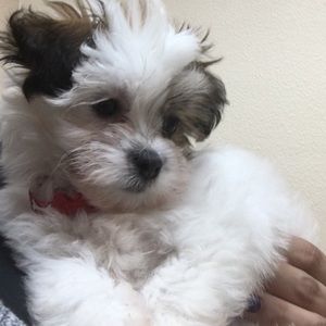 Meet your Posher, Duane